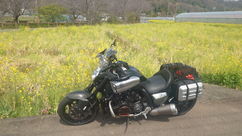 VMAX＆菜の花
